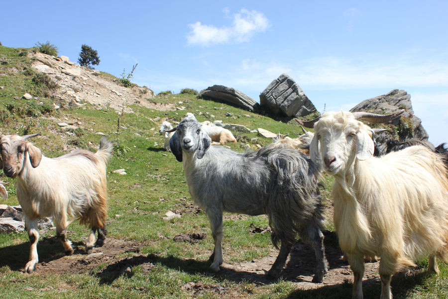 Not All Cashmere Is Pashmina